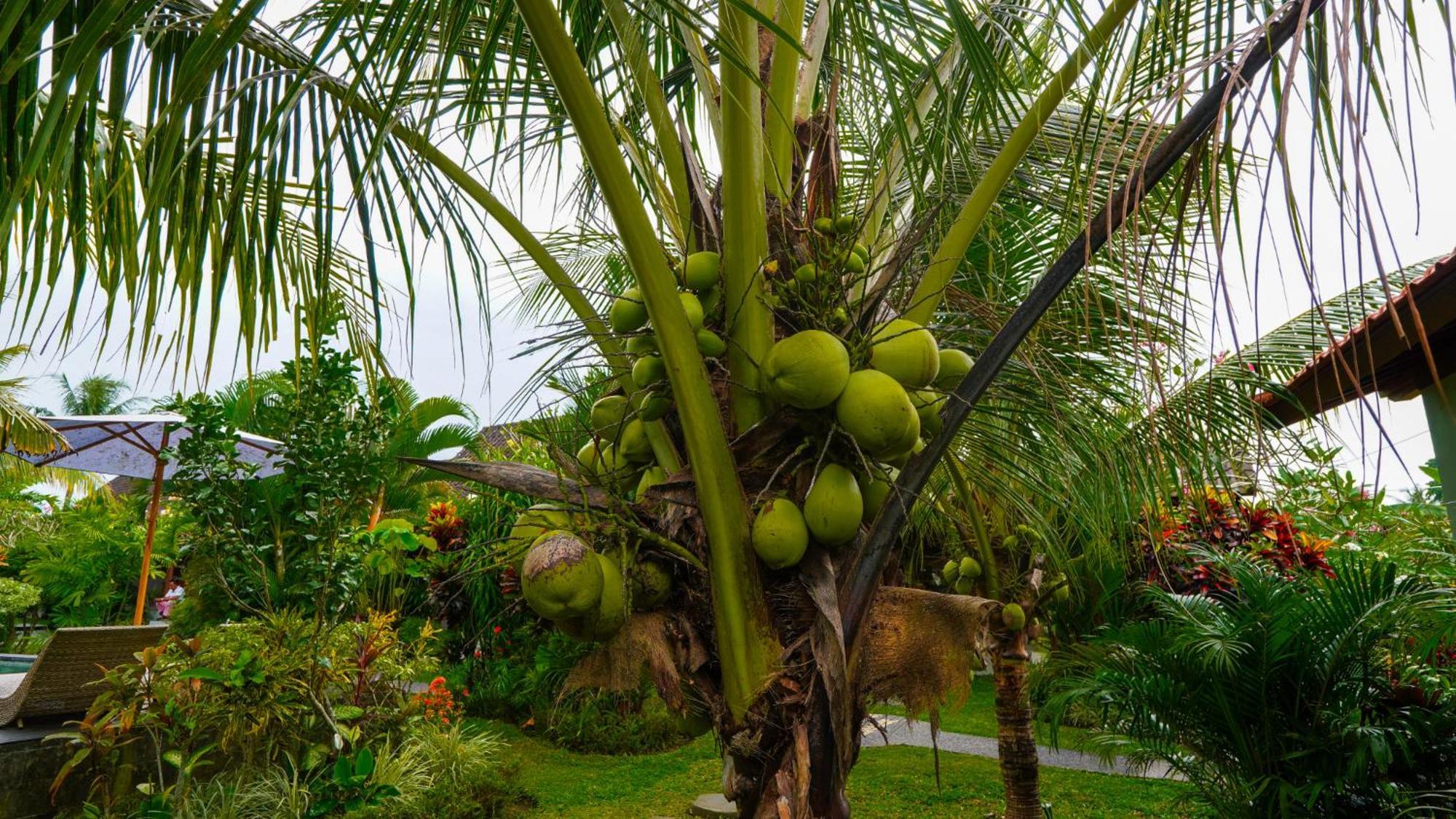 Green Coconut Cottage Ubud Esterno foto